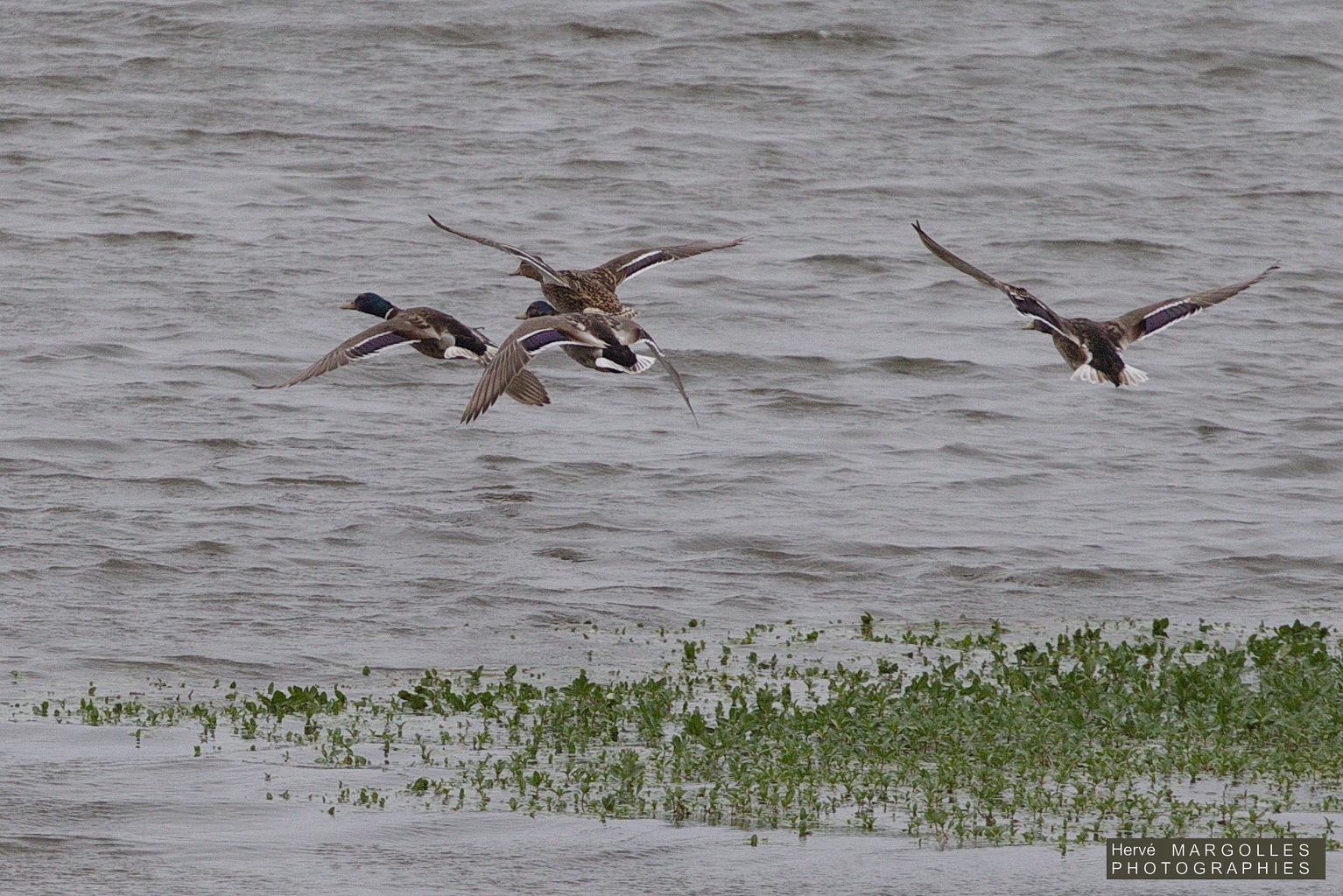 Canard colvert male femelle.jpg